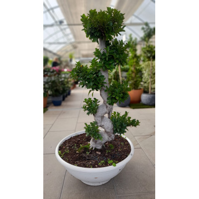 Ficus Ginseng