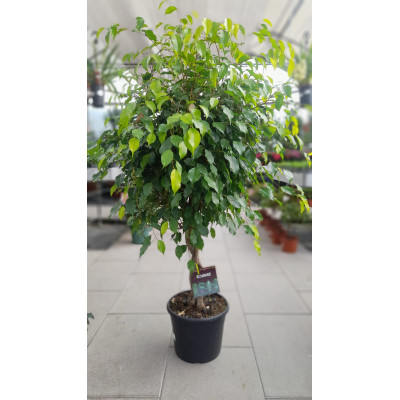 Ficus
