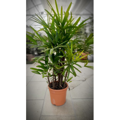Raphis Excelsa