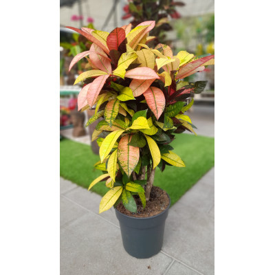 Codiaeum Variegatum