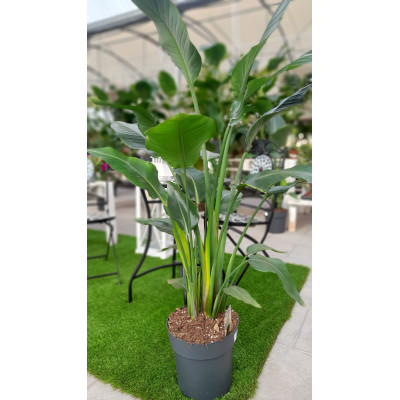Strelitzia Nicolai