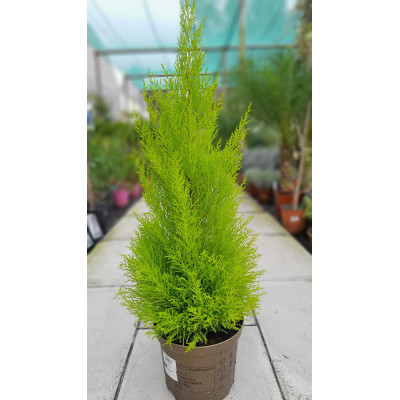 Cupressus Goldcrest wilma