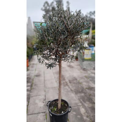 Oliveira Europeia