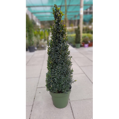 Buxus pirâmide