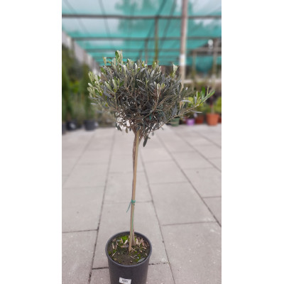 Olea Europaea