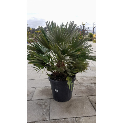 Chamaerops Compacta Vulcano