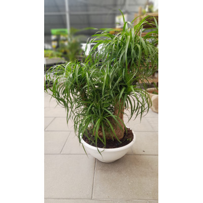 Beaucarnea Recurvata