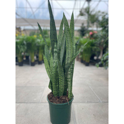 Sansevieria
