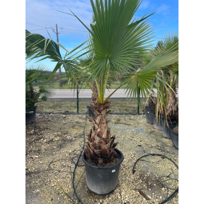 Washingtonia Robusta