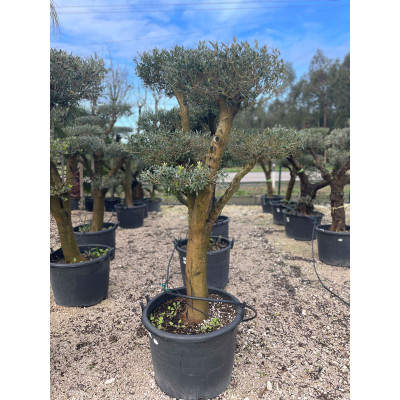 Oliveira Europeia